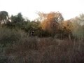 videos de el sueño emigrante