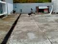 videos de Cane Corso Petrus com 7 meses