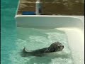 Havanese Pool Jumping 101-1/2