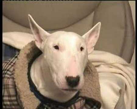 bullterrier