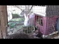Видео - Как ухаживать за маленькими кроликами и крольчихой после окрола