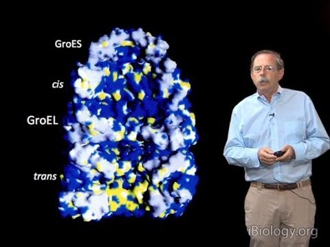 Arthur Horwich (Yale/HHMI): Discovery of chaperonin-assisted protein folding