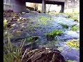 Ribeiro de S�o Miguel em Outeiro Seco!