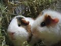 Guniea Pig Asobi: I Love you like mayonaise. Guniea Pig Asobi: I Love you like mayonaise.