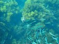 Catalina diving, Descending on a stream of fish Catalina diving, Descending on a stream of fish