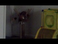 CALLI THE TIGER