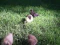 My Ducklings