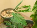 My 4 Month Old Sensitive Plant! (mimosa Pudica)
