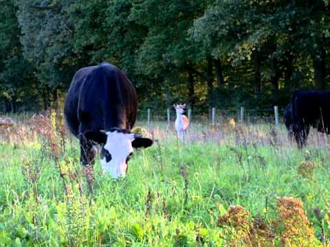 hertje 1