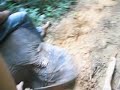 thailand elephant ride thailand elephant ride