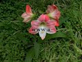 صور طبيعة ،أزهار الربيع، مناظر حلوة flower ,spring,nature