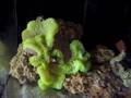 videos de Gigantea Anemone Flow