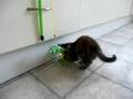 videos de Twiggy and Gloworm
