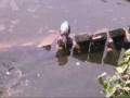 Garza pesca usando pan como cebo, heron fishes using bread.