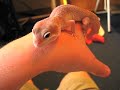 Update 1 Apollo the Leopard Gecko.m4v Update 1 Apollo the Leopard Gecko.m4v
