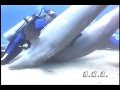 AR15.com Arfcruise Dive at Anthony's Key Resort in Roatan