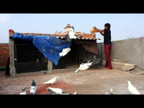 indian pigeon - High flying pigeons from india hyderabad Pigeons of shabaz khan.