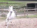 Sarhi Trab/Galopp