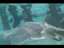 Stingrays of Moorea
