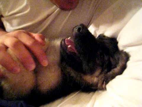 german sheperd