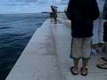 Sea organ, Zadar, Croatia