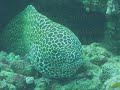 Scuba diving Maldives