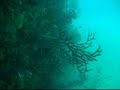 Jay Scutti Wreck Dive - 3 wrecks total - 1 dive!
