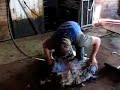 Schaf wird geschoren, Sheep shearing in Sweden.
