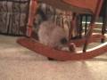 Playful Kitten or Soccer Star?
