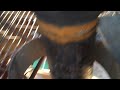 VID00022.MP4