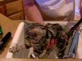 videos de Trophy's First Bath
