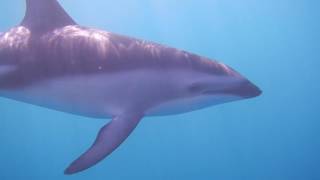 Danse avec les dauphins