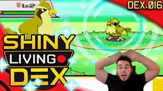 AMAZING SHINY PIDGEY! FULL ODDS! Live Reaction! Quest For Shiny Living Dex #016 | Pokemon HGSS by aDrive