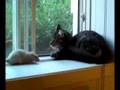 the cat meet the rats
