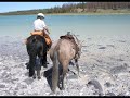 Wild Horses search in BC. Canada (and found)