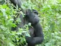 Rendez-Vous With Wild Gorillas of Uganda Rendez-Vous With Wild Gorillas of Uganda