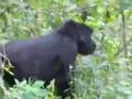 Rendez-Vous With Wild Gorillas of Uganda