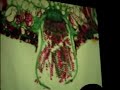 Botany 2: Fungi