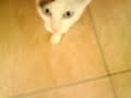 Gatta Smeagol in attesa del pranzetto di pesce