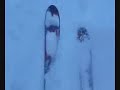 Forest freeride - Nízke Tatry Forest freeride - Nízke Tatry