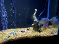 Red Bellied Pacus and Snakehead Pufferfish