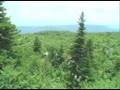 Congress Vote to Protect Thousands of Hectares