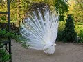 white-peacock.html