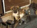 Amis