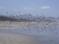 Beachside shorebird flight Short 2 Beachside shorebird flight Short 2