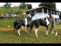 Cruza de Cavalo Pampa - Demolidor do Nilo X Festa da Agua Formosa