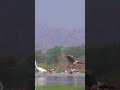 Orange world.. #pelicans#paintedstork#nature#naturelovers#photography#telugusongs#birds#wildlife