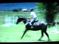Jumping Gymnastics for Horses|Equestrian Camp 6/08