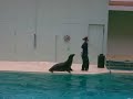 seelöwe macht mit delphinen tricks im zoo münster