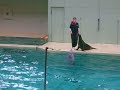 seelöwe macht mit delphinen tricks im zoo münster